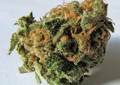Blomma från cannabisplantan